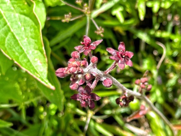 合歡北峰 盛夏之美2544935