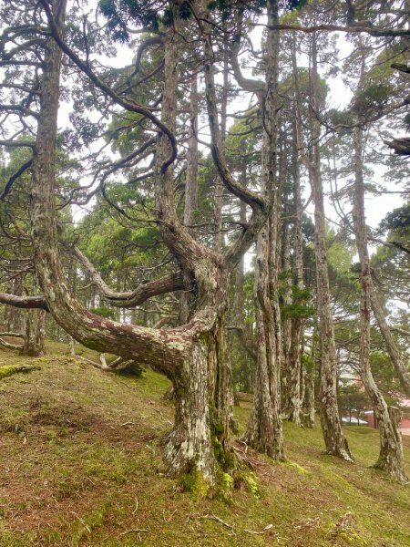啟動高山度假模式~金牌三小隊之馬博橫斷8日2964964