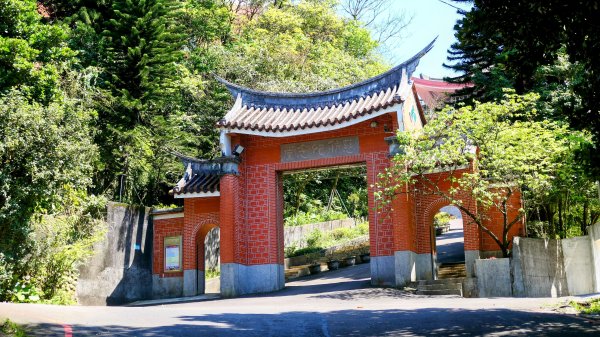 紫花酢醬草2739914