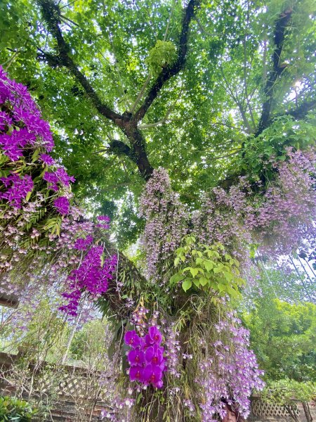 嘉義賞花趣--天宮石斛花瀑、竹崎公園花旗木    2021/4/141349422