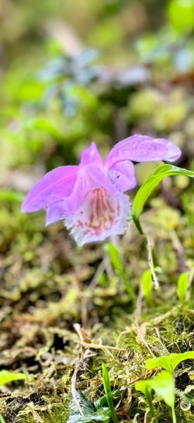 卡保石壁一葉蘭（耘夢谷上逐鹿山下O走）2809508