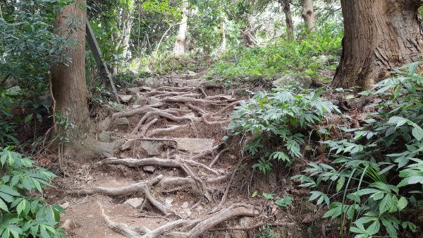 《台中》避暑兼消暑｜香杉林長壽山O繞林道202207191768348