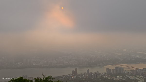 #大鳳蝶 (雌無尾) #綠繡眼 #頂湖小鎮 #紫藤 #觀音山 #日出 #天元宮 #吉野櫻 3/313026503