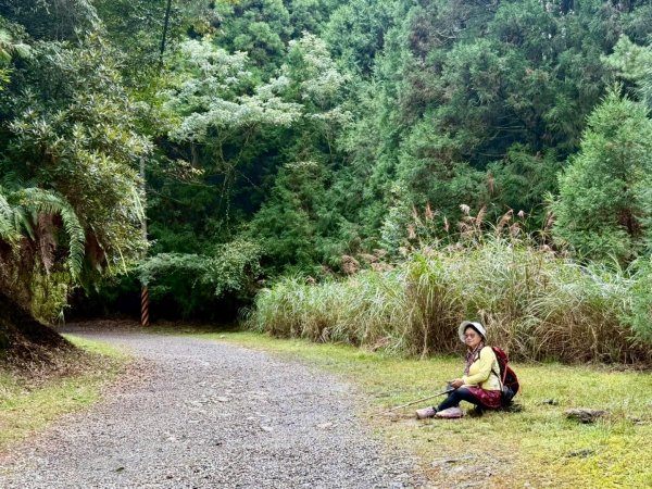 觀霧-榛山步道2926026