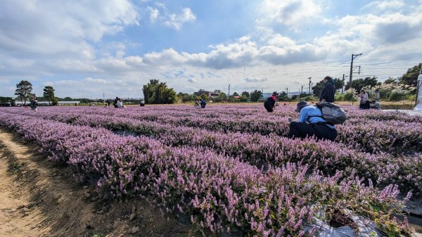 桃園仙草嘉年華,富岡老街2362167