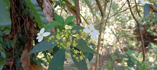 20220312_馬那邦山 細道邦山南峰 細道邦山1637080