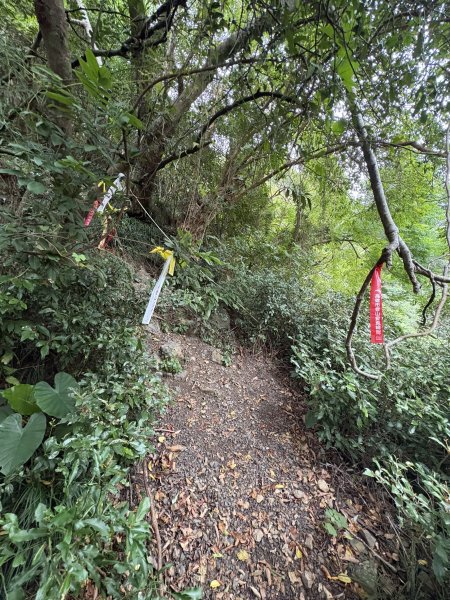 20251129女仍山步道2951779