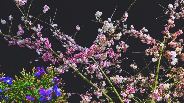 【台灣健行】春艷 • 寶山二集團2698529