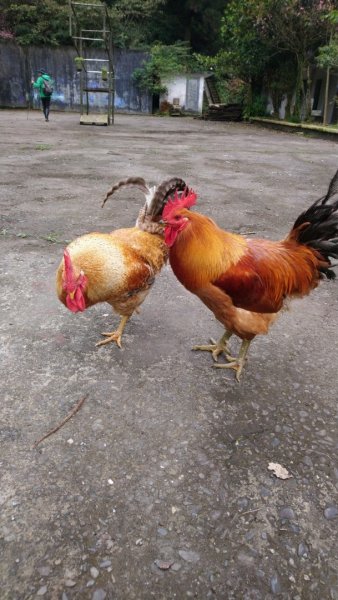 璀璨百年淡蘭古道～崩山坑古道、溪尾寮山、保城坑古道、虎豹潭步道O走1313458
