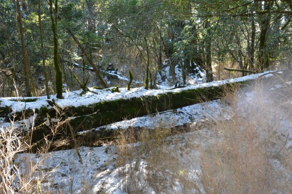 塔曼山樹洞雪景1239424