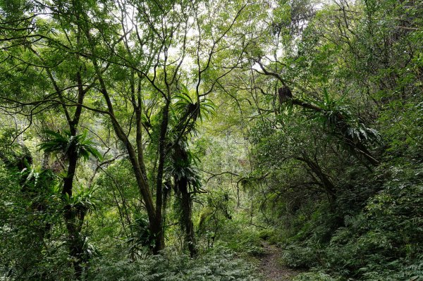 新北 烏來 大保克山、多望來山2727408