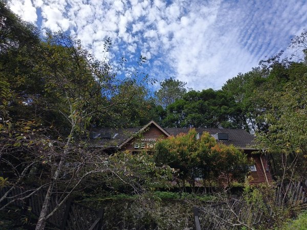 [百山百鳥尋旅-07/15] 2025_0831 八仙山國家森林遊樂區步道群2875969