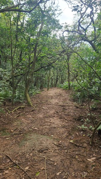 2025-01232淡蘭古道北二段(燦光寮古道到澳底)2696666