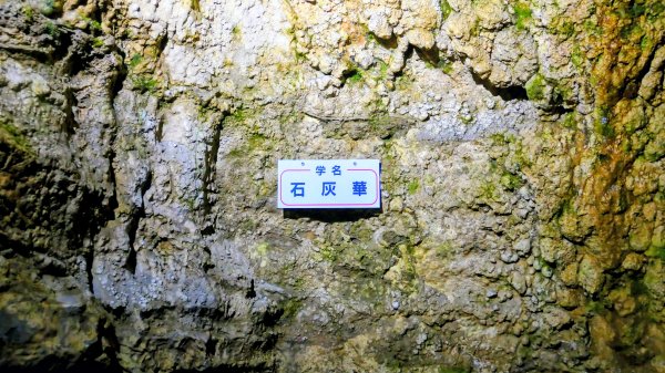 地心年輪之飛驒大鐘乳石洞2982428