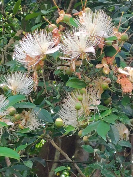 霧里乙部落-舊內文社-霧里乙山東北峰-霧里乙山-霧里乙南山-獅子頭山2766062