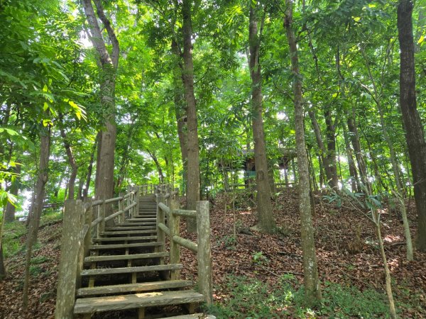 新化林場後山步道2776969