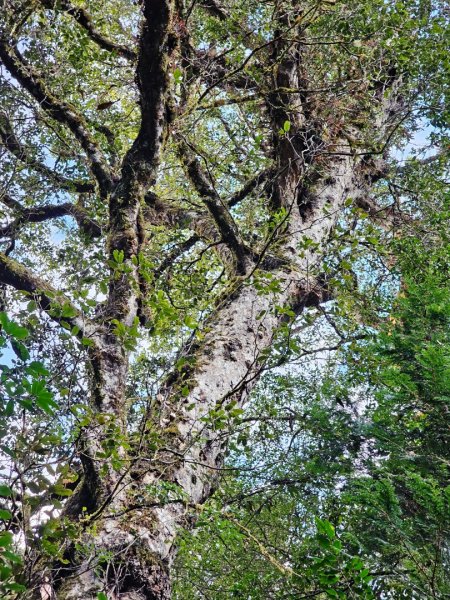 大雪山森林遊樂區森林浴步道2966022