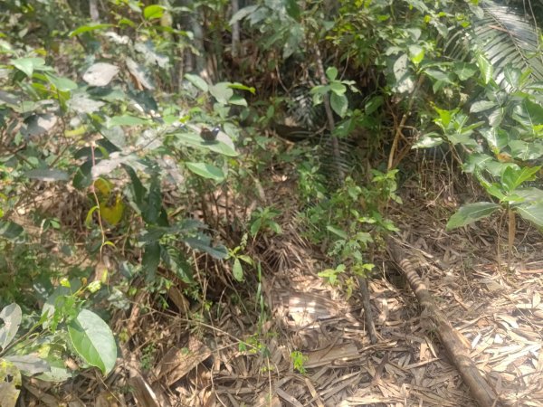 大埔頂坪林2470073