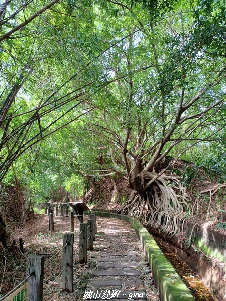 【台中烏日】S型的水圳步道古樸優美。 知高圳步道、雪蓮步道、學田山2874937