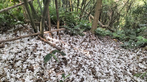 青潭竹林路2巷…青潭尖…新烏路…竹林路2479738