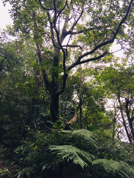 汐止大尖山-一坑古道（汐平通嶺步道）534365