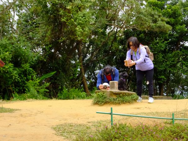 白鷺鷥山與大湖公園落羽松步道235842