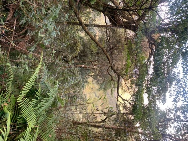 奮起湖大棟山1547916