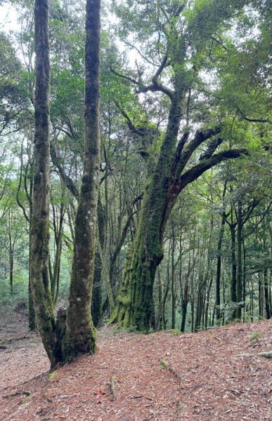 觀霧瀑布 賞鳥步道2926771