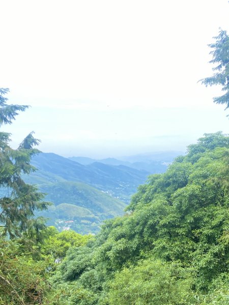 溪頭散步悠遊    2024.5.202517705