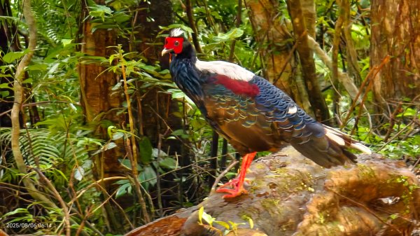 #新店四十份 #翡翠水庫壩頂 #夜景 #曙光 #雲海 #雲瀑 #藍腹鷴 8/62852936