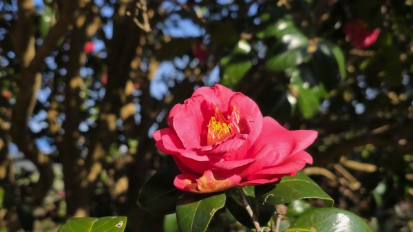 2025楓樹湖木蓮花即將大爆發，近似球形的花朵枝頭綻放，滿山滿谷粉紅泡泡，相當浪漫2711968