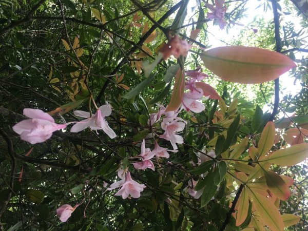 分遣所、斜壁2774339