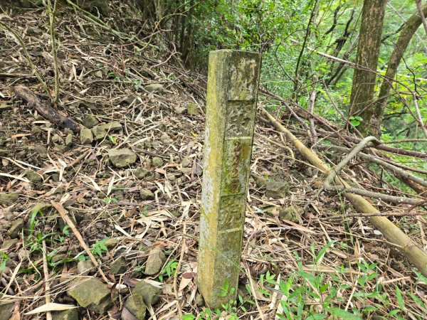 美濃雙溪樹木園（九芎林山）2652557