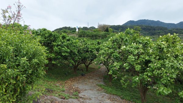 小百岳NO.5觀音山 牛港稜步道  硬漢嶺   楓櫃斗湖登山步道2090085