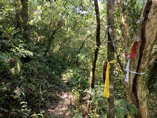 雙溪區坪溪古道-蛇仔崙-鶯子嶺-太和山-蛇子頭觀景台-梗枋越嶺古道鞍部-坪溪古道O型3029763