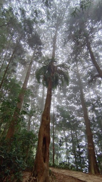 溪頭鳳凰山（米堤飯店香蕉園登山口）2070641