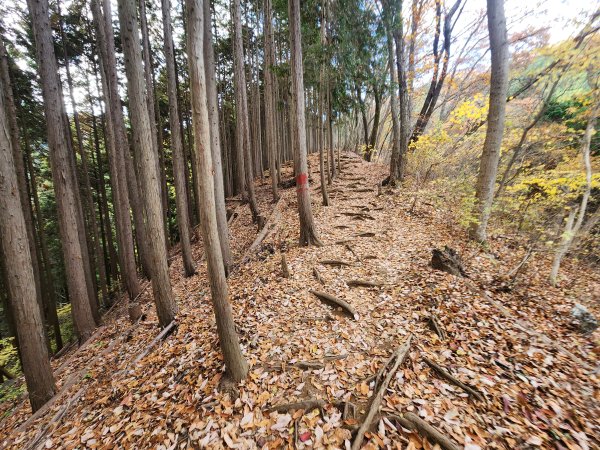 20251127陣馬山至高尾山2959068