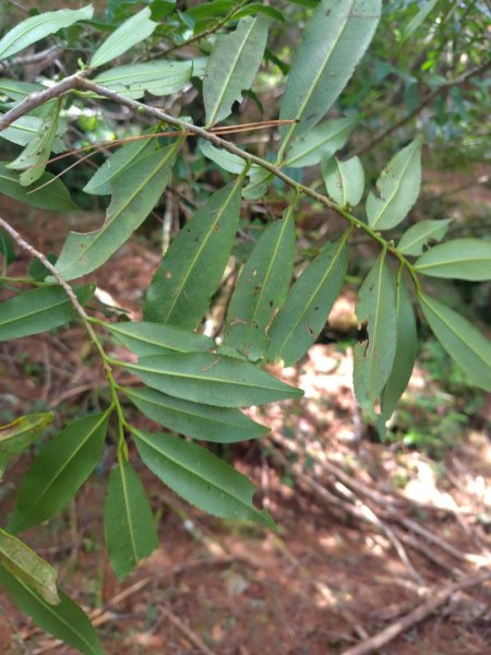 巒安堂、西巒大山2931653