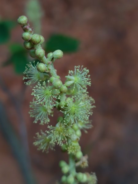 霧里乙部落-舊內文社-霧里乙山東北峰-霧里乙山-霧里乙南山-獅子頭山2766066