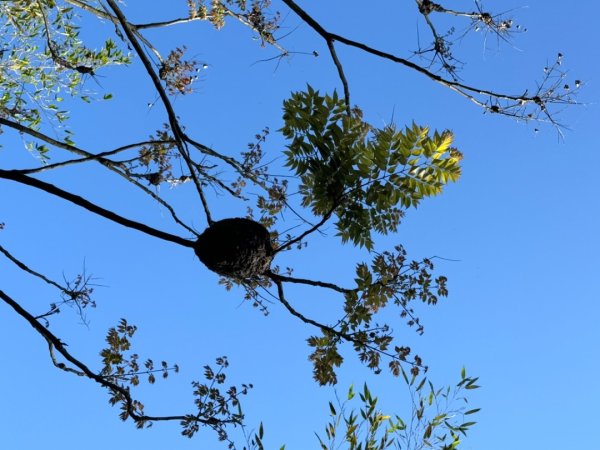 台南市白河區、嘉義縣大埔鄉交界，小百岳63號大棟山ㄧ等三角點2428592