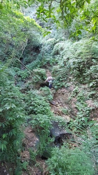 蛇來運轉之蛇年爬蛇山  蛇子形古道-三爪子坑山-蛇子崙山O型2784019