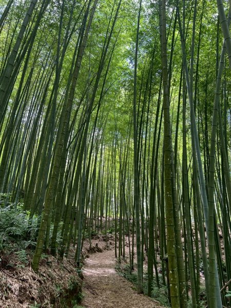 嵐山再古坑。五元兩角 木馬古道2806153