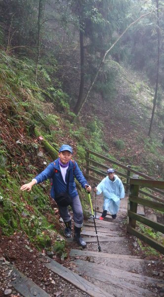 【新竹】觀霧迷幻森林：檜山巨木群步道1112077