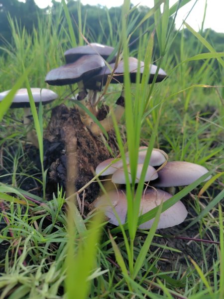 大尖山連走龜呵吠山+鯨魚谷3100370