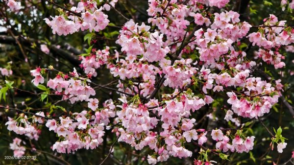 追花是簡單的快樂，賞花是恬淡的幸褔 3/2&73008771