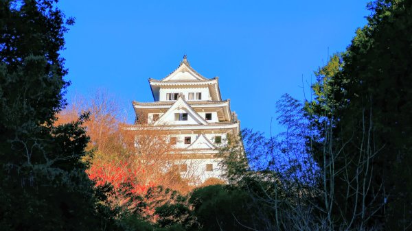 郡上八幡城的白帆