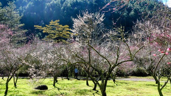 《踏莎行・武陵山櫻》2712465