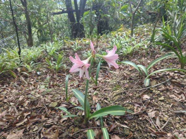 2026.01.25－微笑山線：【天上山系】烘爐地土地公段2994608