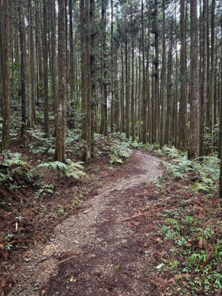 鵝公髻山-迷霧森林2768514