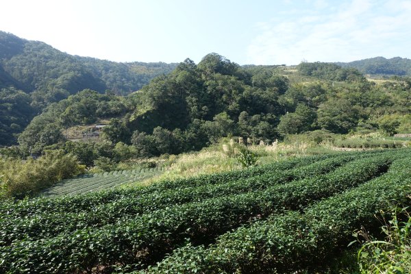 大舌湖步道 虎寮潭3086031
